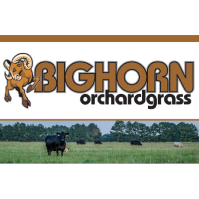 Bighorn Orchardgrass