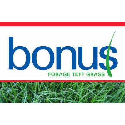 Bonus Teff Grass