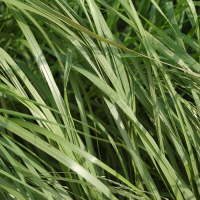 Other Grasses