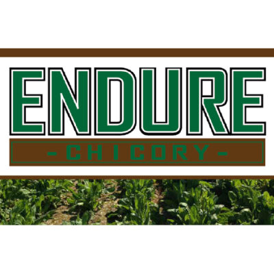 Endure Chicory