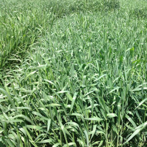 Triticale - e - is for everything forage