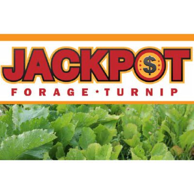 Jackpot Forage Turnip
