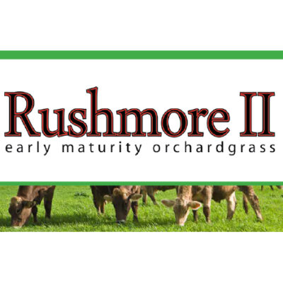 Rushmore II early maturity orchard grass