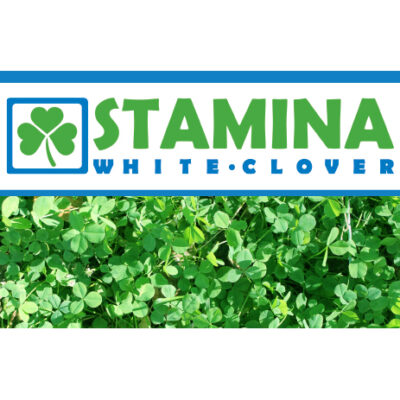Stamina white clover