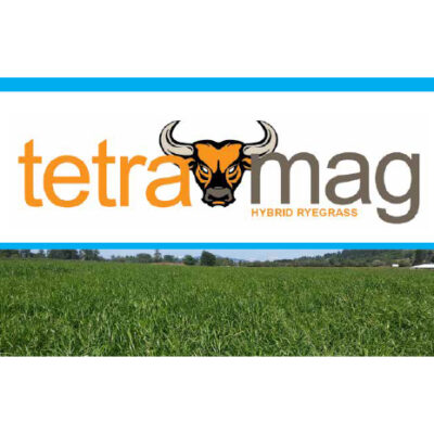 Tetra mag hybrid ryegrass