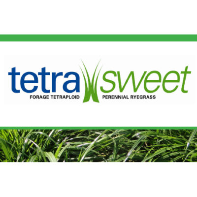 Tetra Sweet Perennial Ryegrass