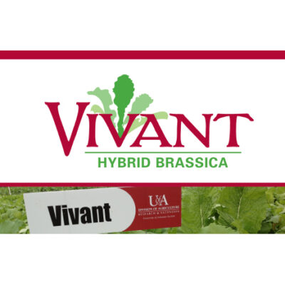 Vivant Hybrid Brassica